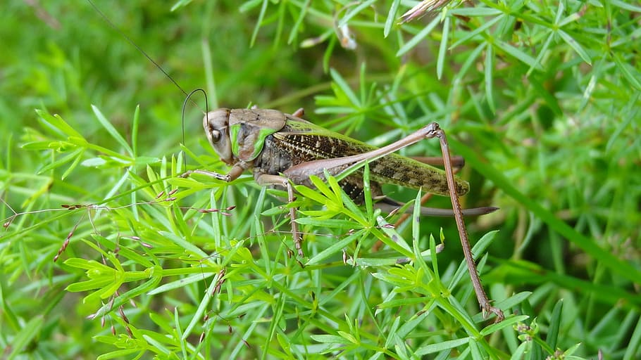 cicada, nature, insecta, grass, ground, green, animal, grasshopper HD wallpaper