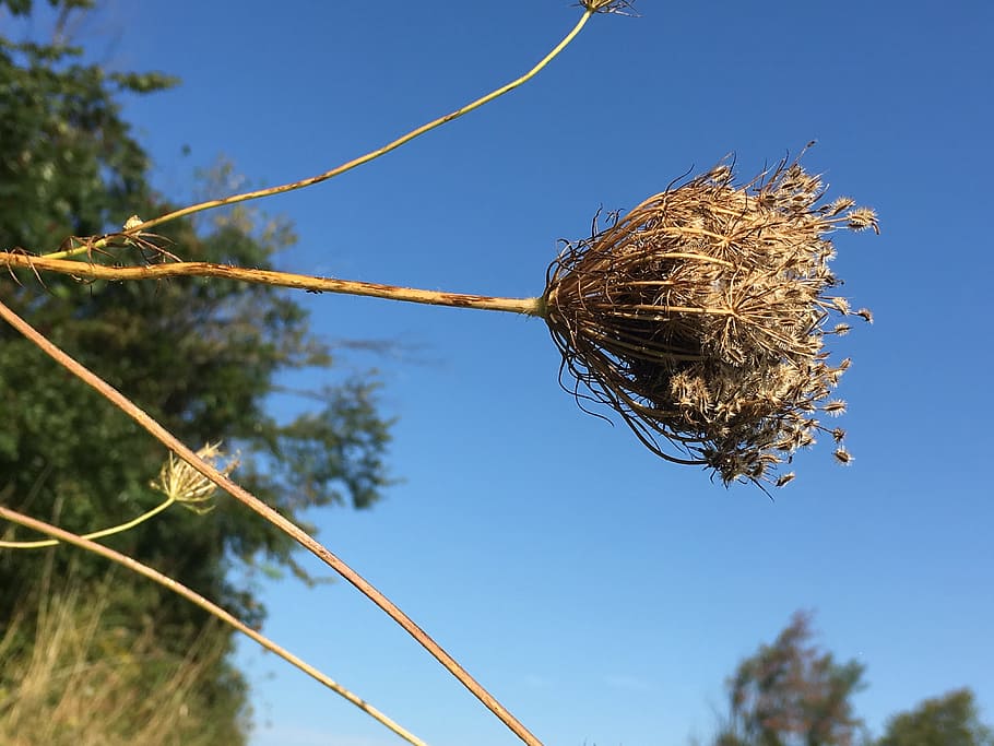 seeds, autumn, fall, rustic, nature, plant, sky, low angle view HD wallpaper