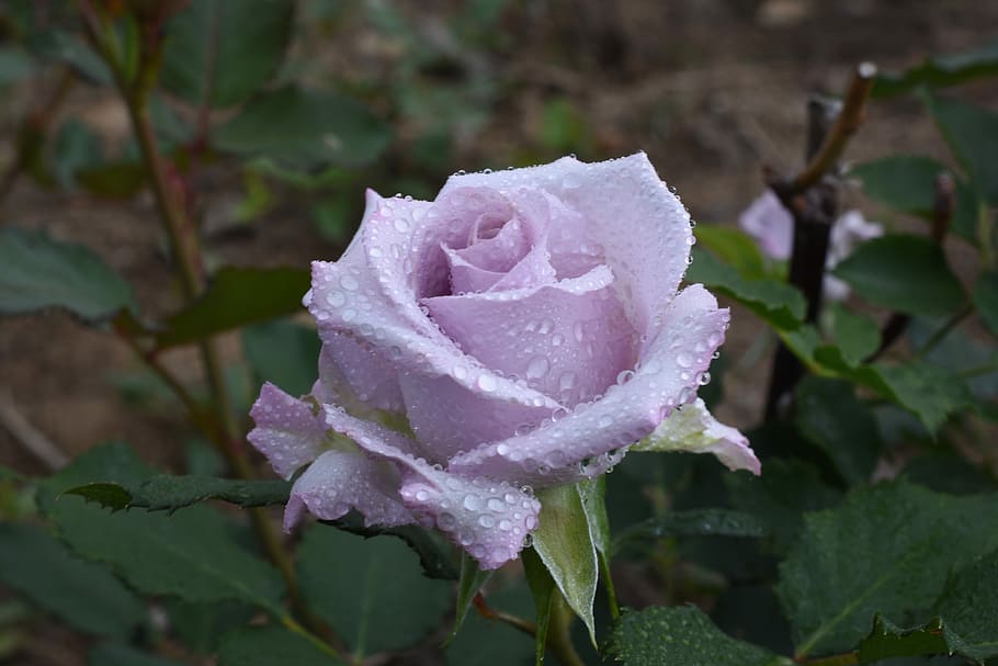 rose, plants, flowers, beauty in nature, growth, flowering plant HD wallpaper