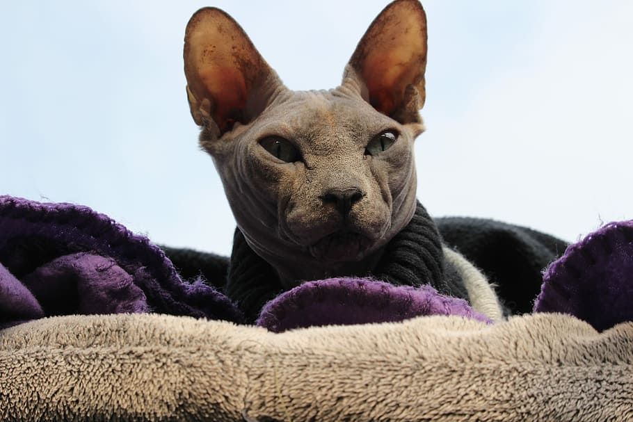 Animals, Pets, Cat, Cats, Sphynx, naaktkat, one animal, lying down HD wallpaper