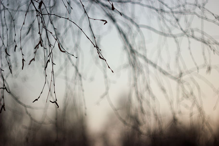 branch, tree, sky, spring, nature, hang, plant, beauty in nature HD wallpaper