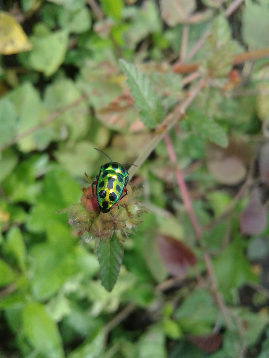 nature, insect, outdoors, leaf, flora, invertebrate, animal HD wallpaper