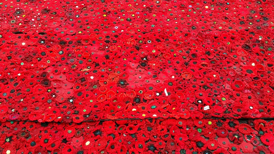 red Gerbera flowers, poppy, anzac, remember, remembrance, flanders HD wallpaper
