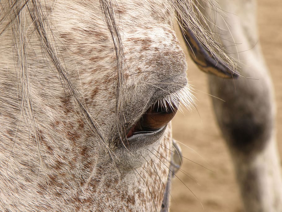 Horse, Dark, Eye, Algae, Head, White, mane, profile, one animal HD wallpaper