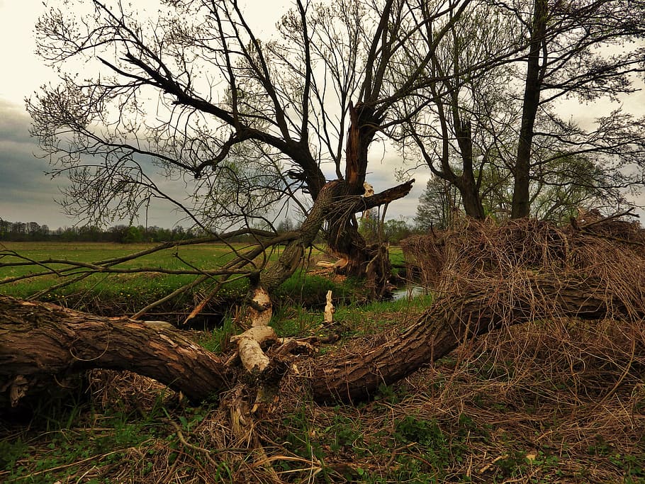 tree, beaver, spring, plant, bare tree, tranquility, tree trunk HD wallpaper