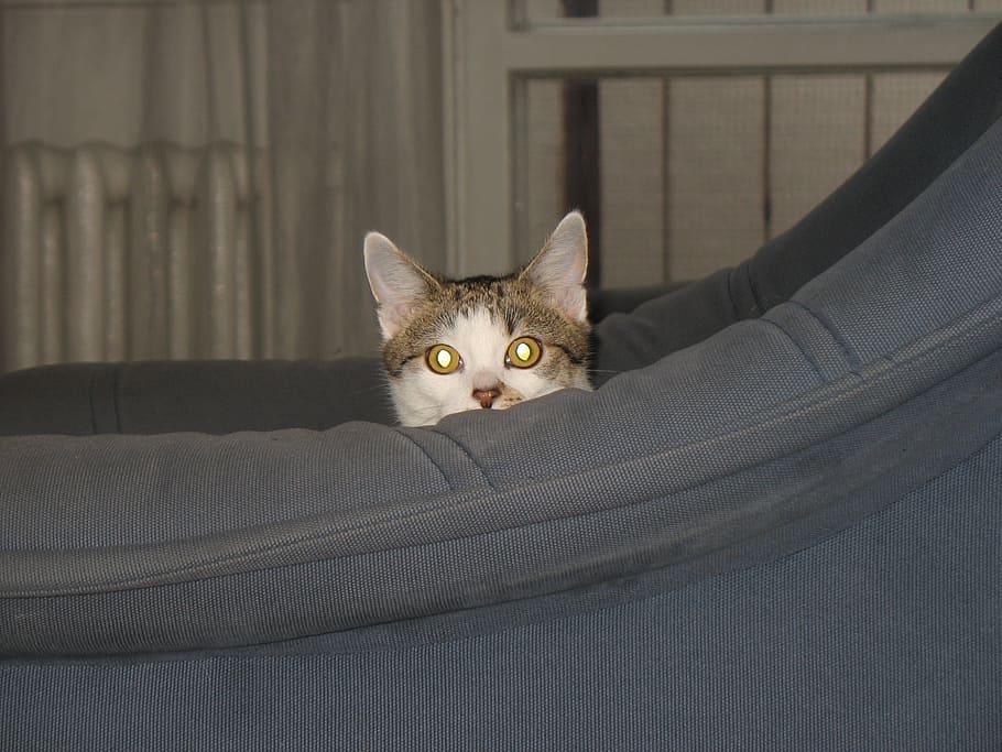 cat, armchair, cache, hidden, hide, look, domestic, pets, mammal, HD wallpaper