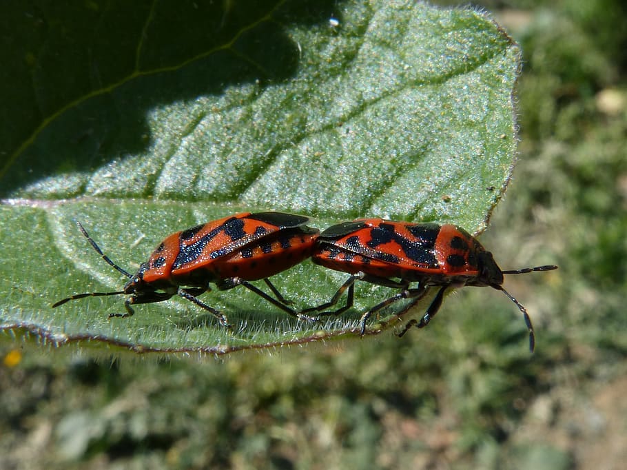 Eurydema Ornata, Red Bug, Copulation, mating, reproduction HD wallpaper