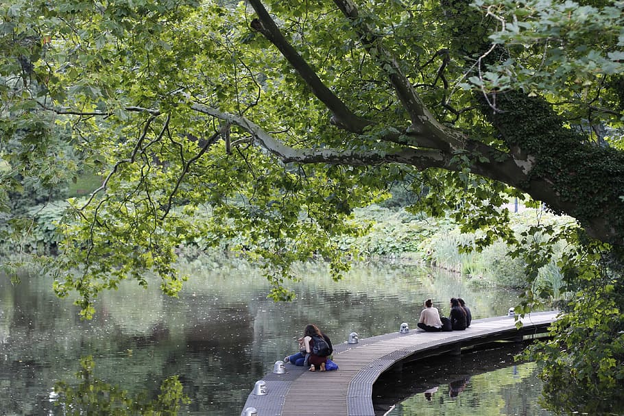 web, idyll, relax, green, green area, recovery, nature, trees HD wallpaper