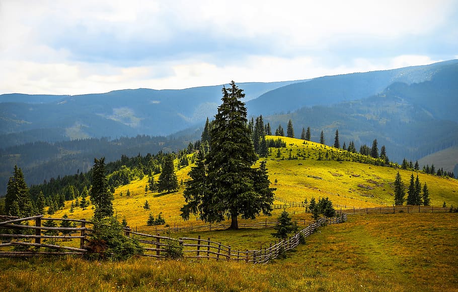 green leafed tree on field, summer, mountain, trees, nature HD wallpaper