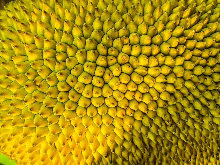close up photo of jackfruit, jack fruit, shell, full frame, backgrounds, HD wallpaper