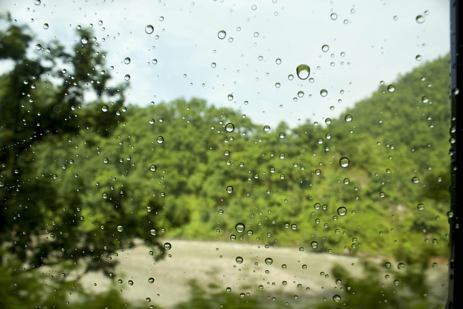 droplets, water, leaf, window, nature, wet, transparent, rain HD wallpaper