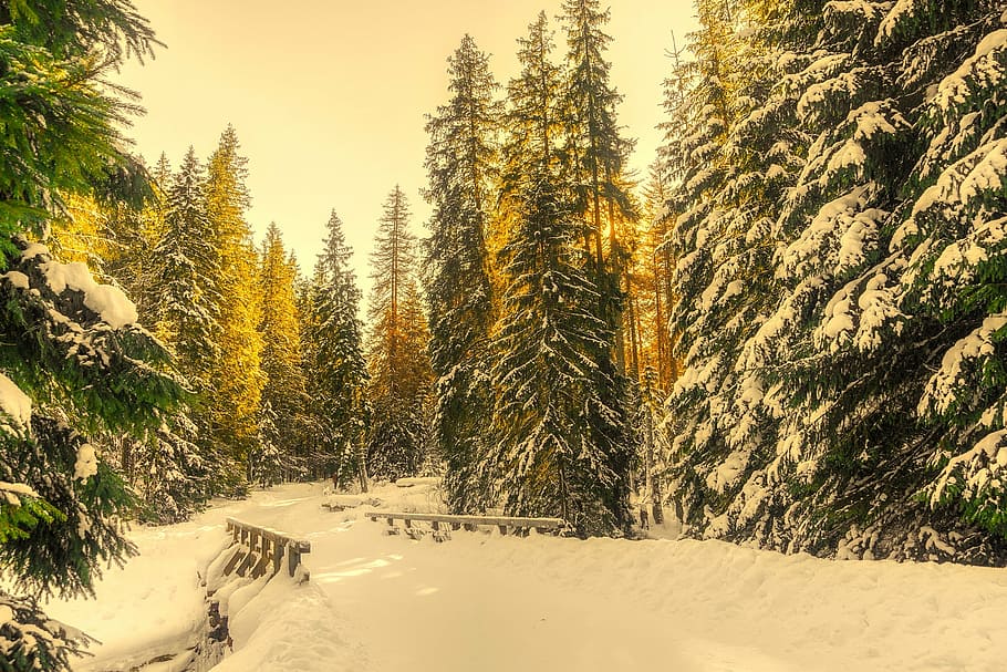 beige bridge covered with snow at daytime, winter, forest, trees HD wallpaper