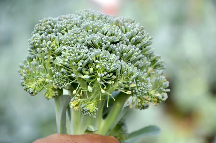 Broccoli, Cauliflower, Vegetable, Food, nature, day, close-up HD wallpaper