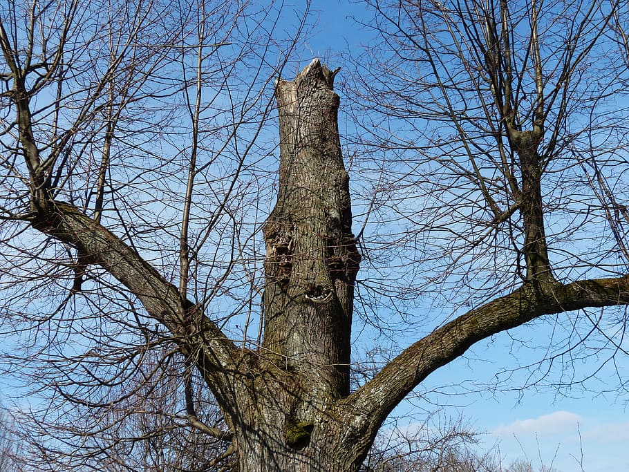 Tree, Oak, Old, Canceled, Aesthetic, branches, tree spirit HD wallpaper