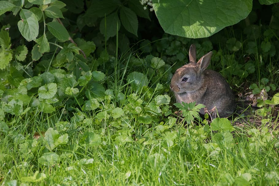 Rabbit, Meadow, Park, Casting, City, green, nature, creature HD wallpaper