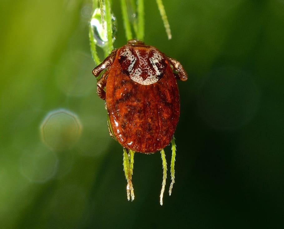 brown tick perching on green leaf in selective-focus photography, HD wallpaper
