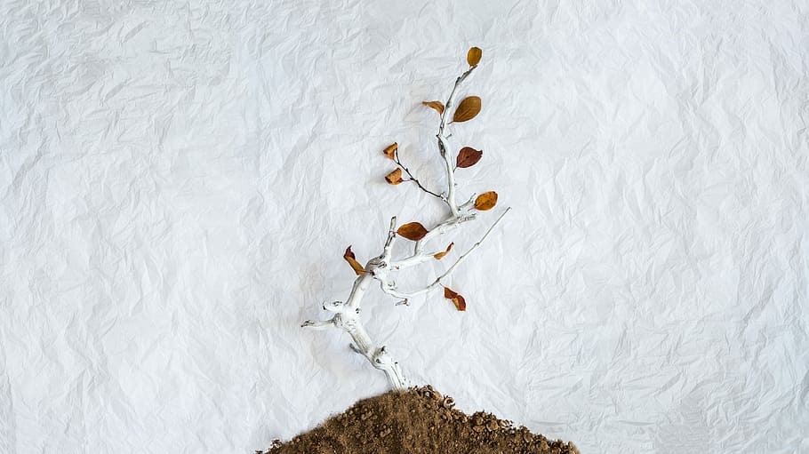 photo of brown leafed plant on soil, leafless tree on soil, leaves HD wallpaper