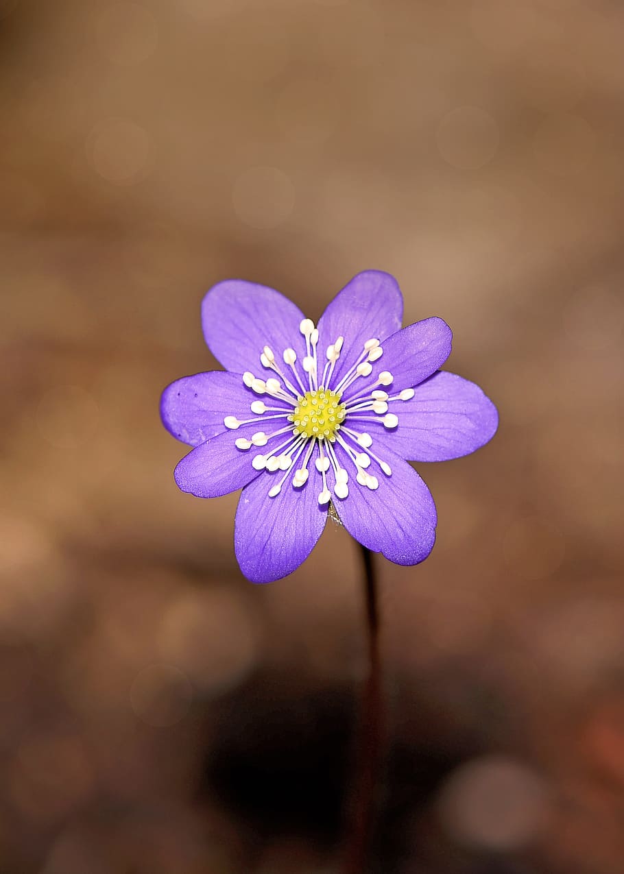 Hepatica, Flower, Blossom, Bloom, blue, purple, plant, spring flower HD wallpaper