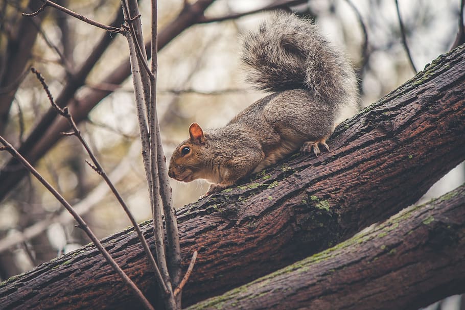 squirrel, animal, trees, branches, animal wildlife, animals in the wild HD wallpaper