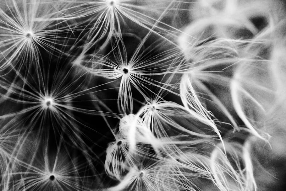 grayscale flower flying on air, dandelion, light, macro, black and white HD wallpaper