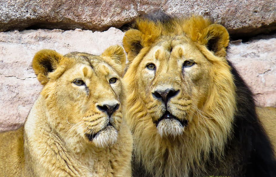 lion with lioness, cohesion, partner, mane, cat, predator, big cat HD wallpaper