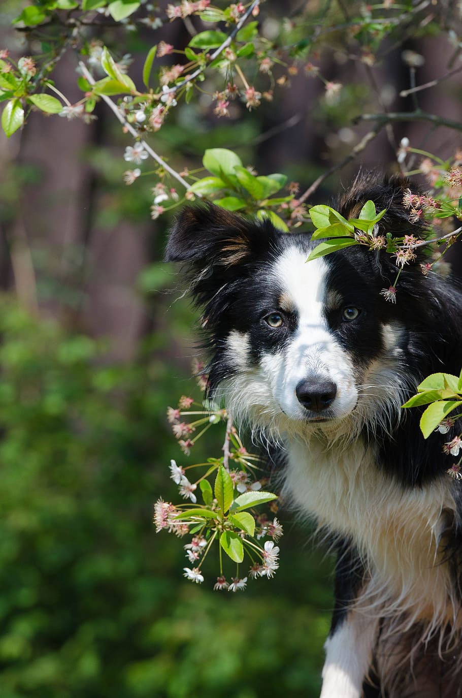 Border Collie, Portrait, Cherry, pets, dog, flower, one animal HD wallpaper