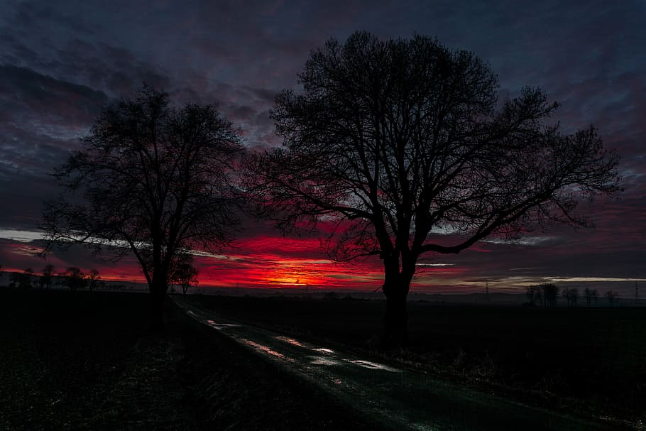 trees, road, sunset, landscape, nature, sky, blue, clouds, mood HD wallpaper