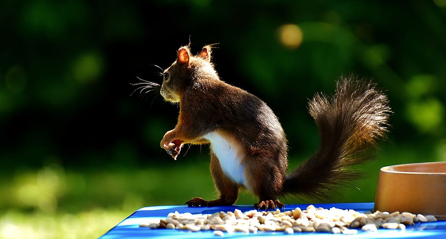 closeup photography of brown squirrel during daytime, peanuts HD wallpaper