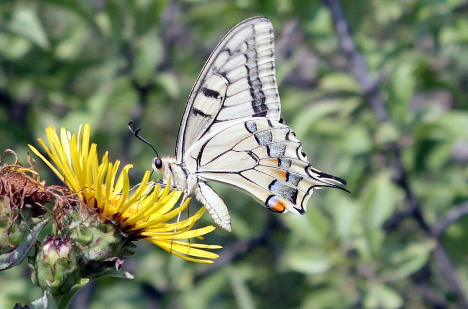 butterfly, lepidoptera, machaon, papilio, papilionidae, swallowtail HD wallpaper