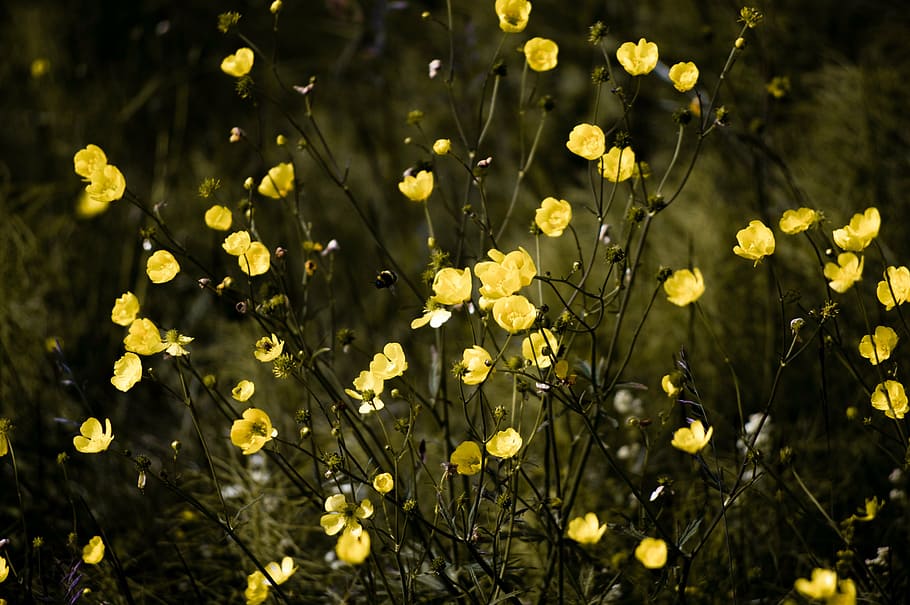 yellow petaled flowers, bloom, garden, plant, nature, autumn HD wallpaper