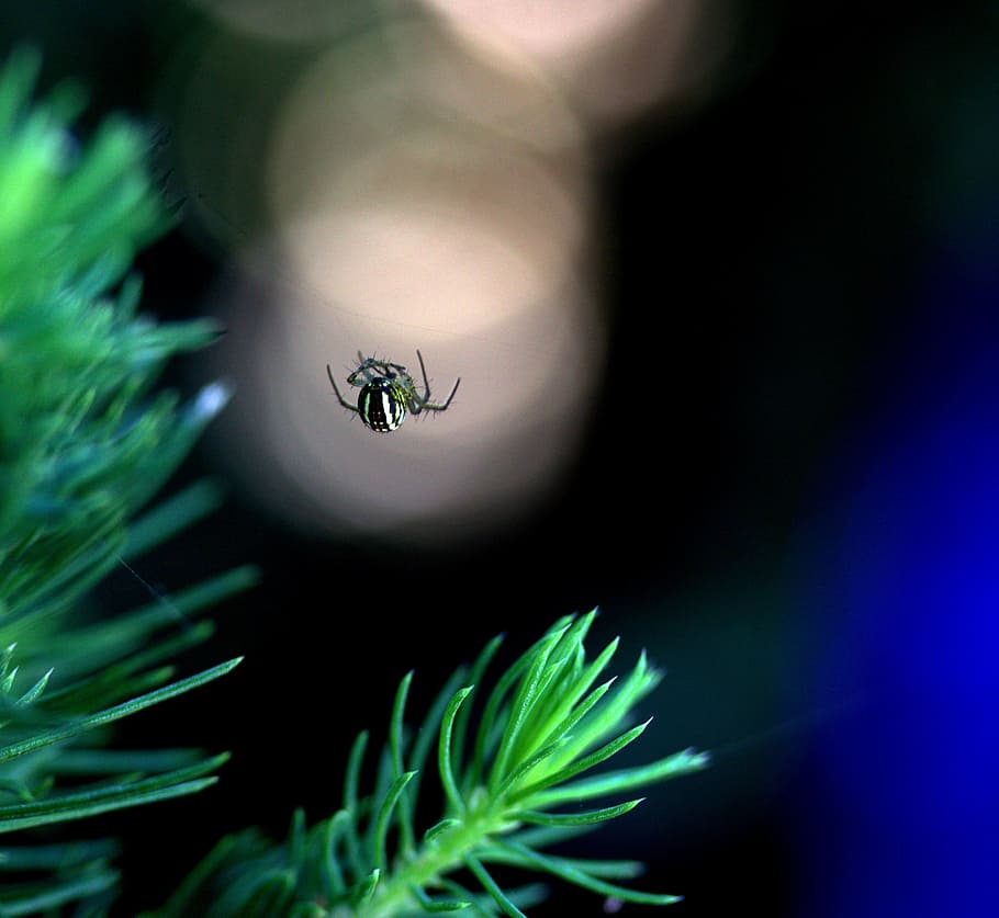 spider, spider web, hooked, arachnid, place, invertebrate, insect HD wallpaper