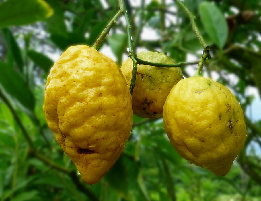 lemons, yellow, shell, lemon tree, food, citrus Fruit, nature HD wallpaper