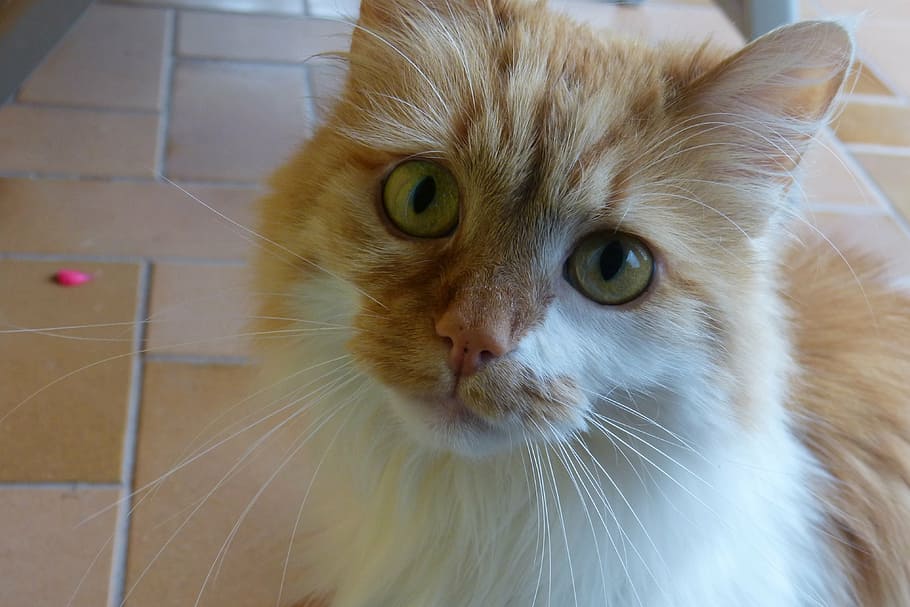 cat, eyes, large, cute, cat's eyes, domestic cat, mieze, kitten HD wallpaper
