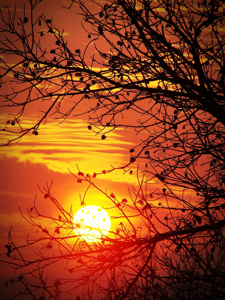 sunset, red, orange, tree, branch, silhouette, clouds, nature HD wallpaper