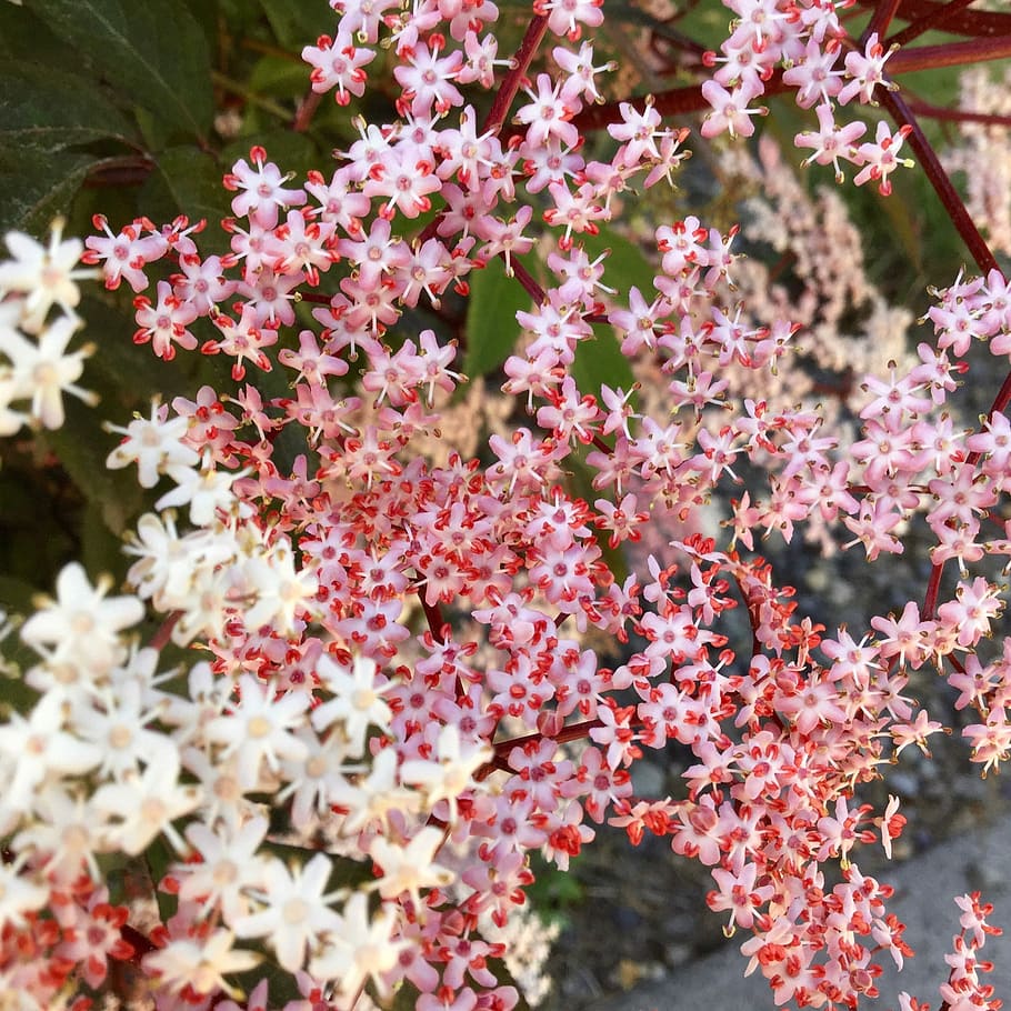 flowers, pink, white, spring, nature, flowering plant, pink color HD wallpaper