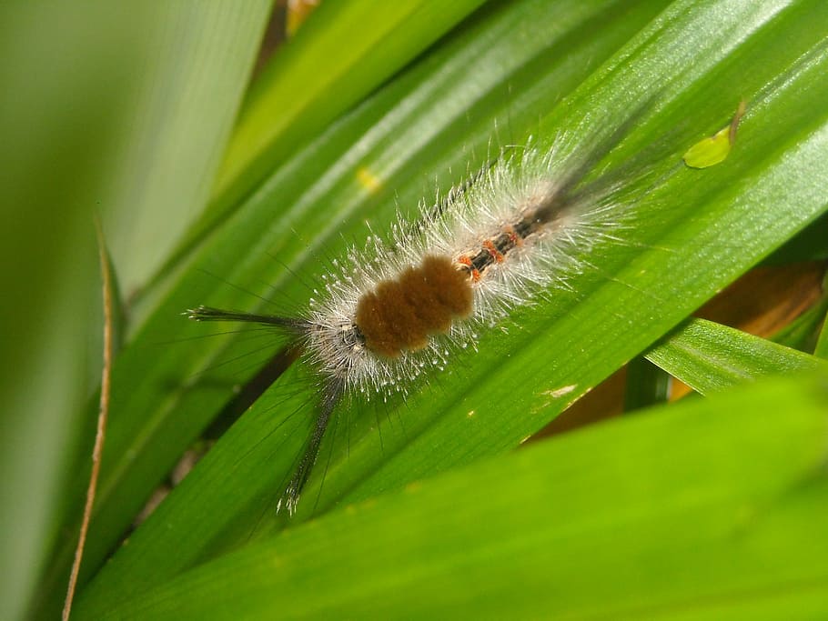 caterpillar, hump, feather, leaf, pandan, green, nature, insect HD wallpaper