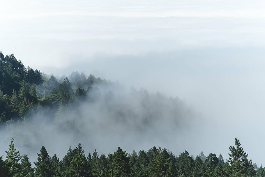 forest trees in mist, mountain, pine, clouds, fog, nature, green HD wallpaper