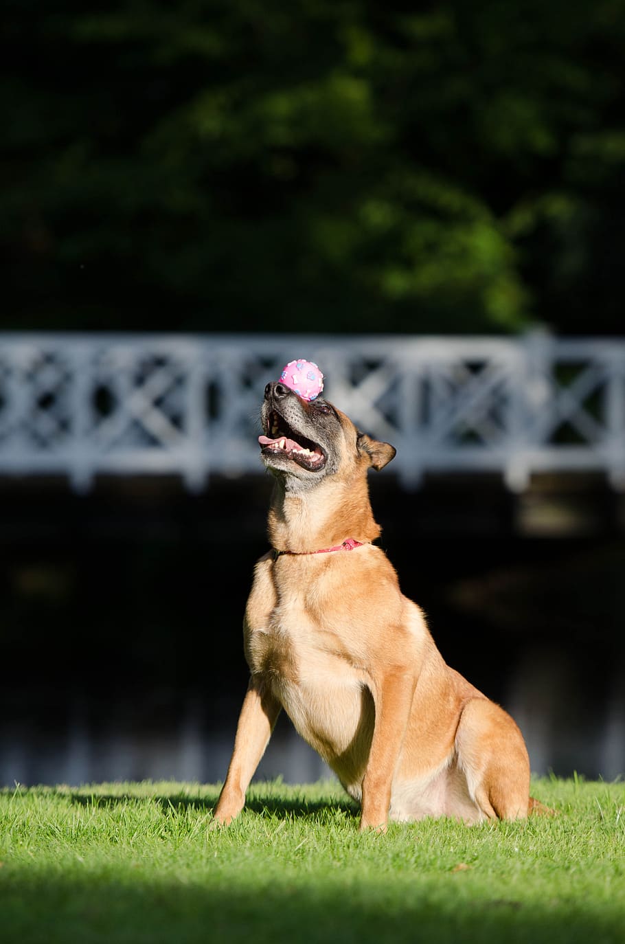 dog trick, balance, ball on snout, malinois, dog show trick