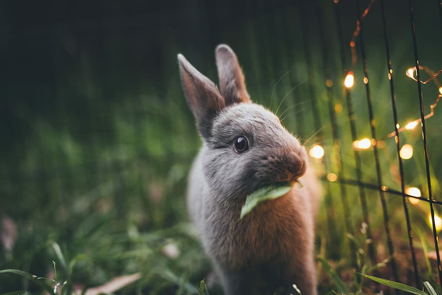 wildlife photography of gray rabbit, selective focus photography of gray rabbit near string lights, HD wallpaper