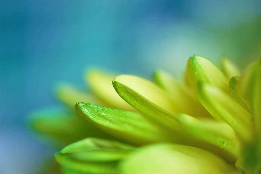 shallow focus photography of green plant, selective focus photography green leafed plant HD wallpaper