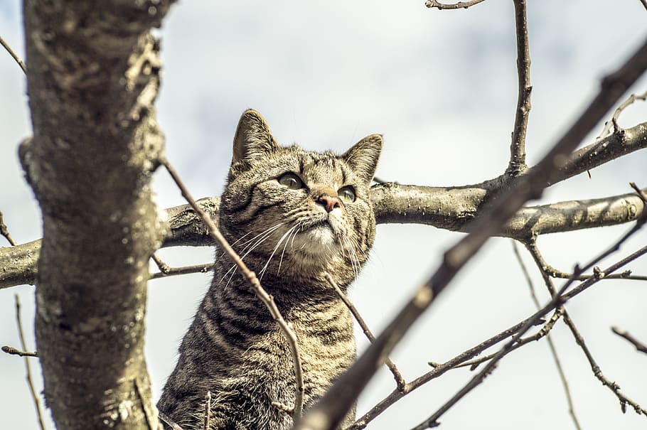 cat, pride, nature, mackerel, pet, animal portrait, tree, one animal HD wallpaper
