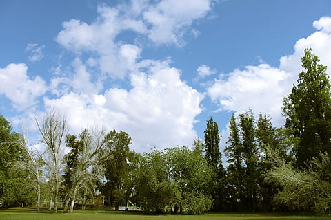 Trees, Cloud, Clouds, park, sky, blue, nature, cloud - sky HD wallpaper