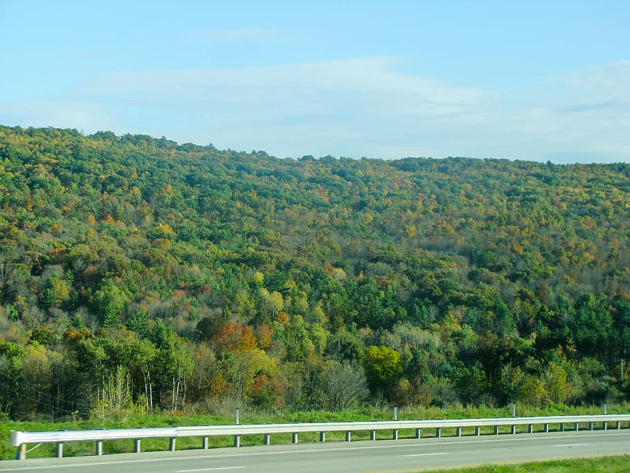 forest landscape, green, near, concrete, road, guard rail, mountains HD wallpaper