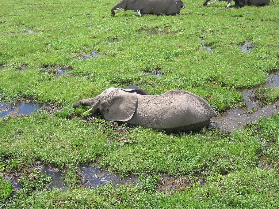 elphant, kenya, bath, grass, plant, animal themes, green color HD wallpaper