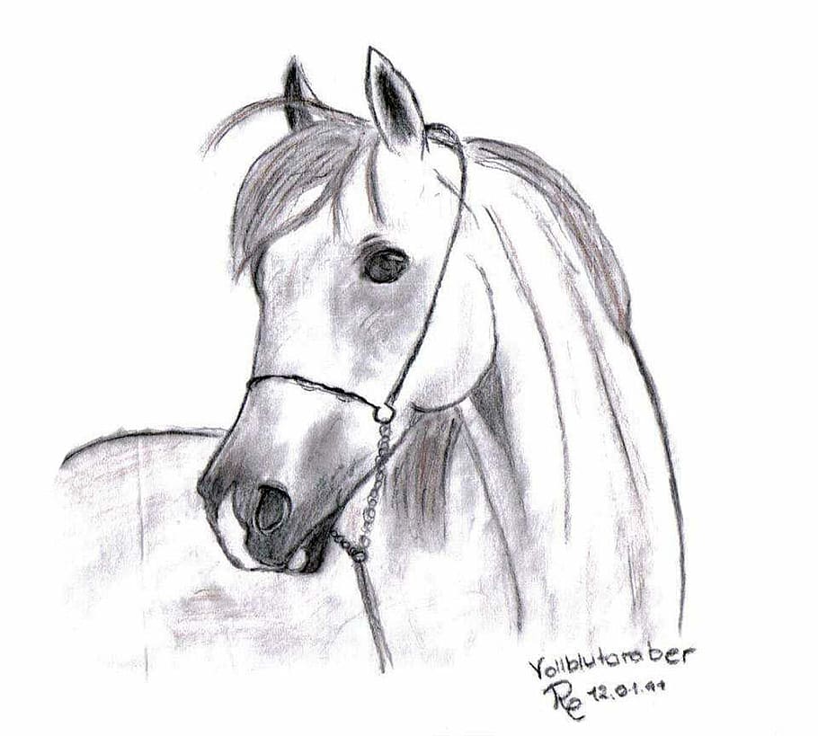 White Horse Stock Illustrations  106724 White Horse Stock Illustrations  Vectors  Clipart  Dreamstime