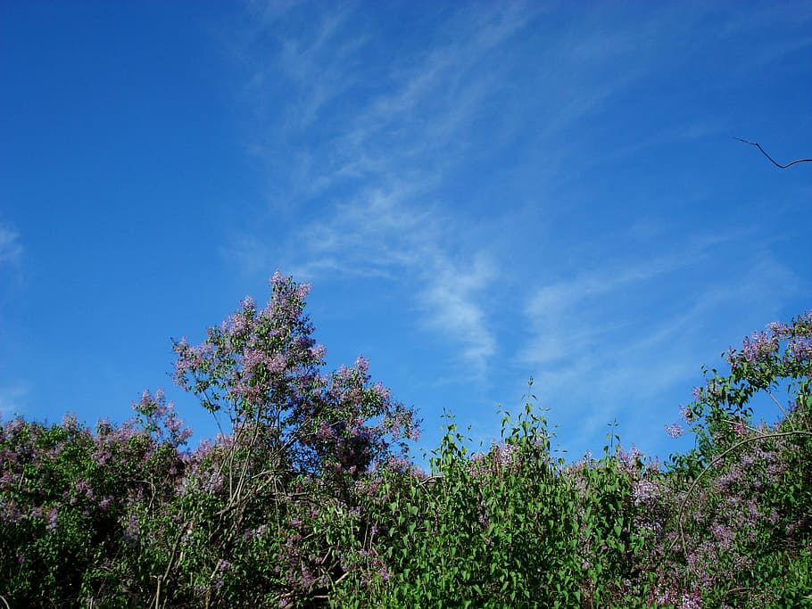 landscape, nature, bloom, spring, lilac, lilac bloom, flowering trees HD wallpaper