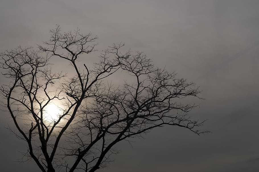 tree, sun, cloudy, outdoors, nature, landscapes, silhouette HD wallpaper