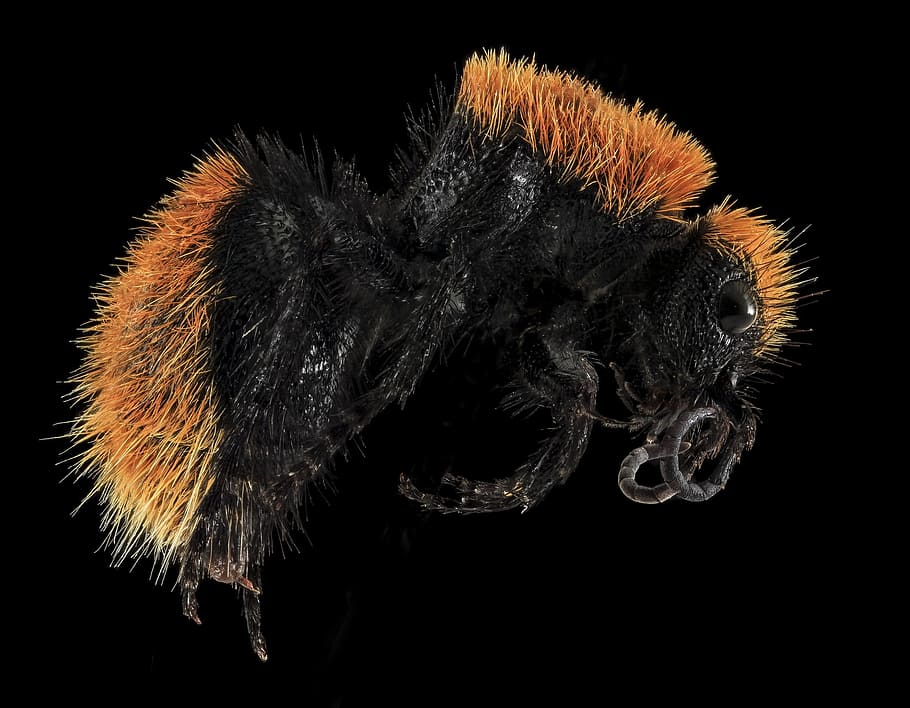 wasp, macro, mounted, close up, velvet ant, insect, mutillidae HD wallpaper
