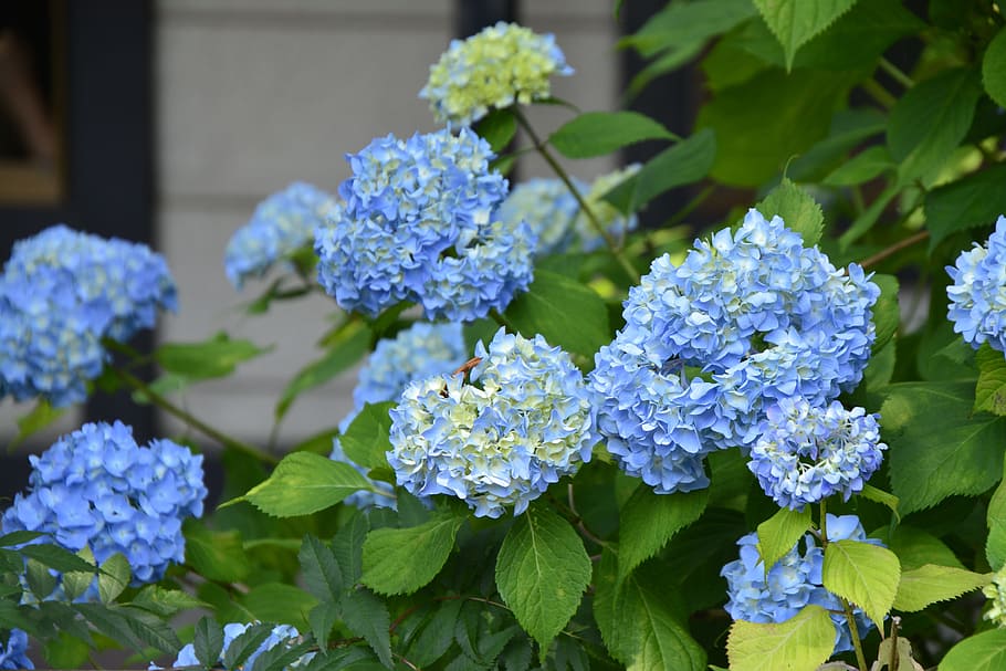 flower, hydrangea, blue, floral, nature, purple, spring, garden HD wallpaper