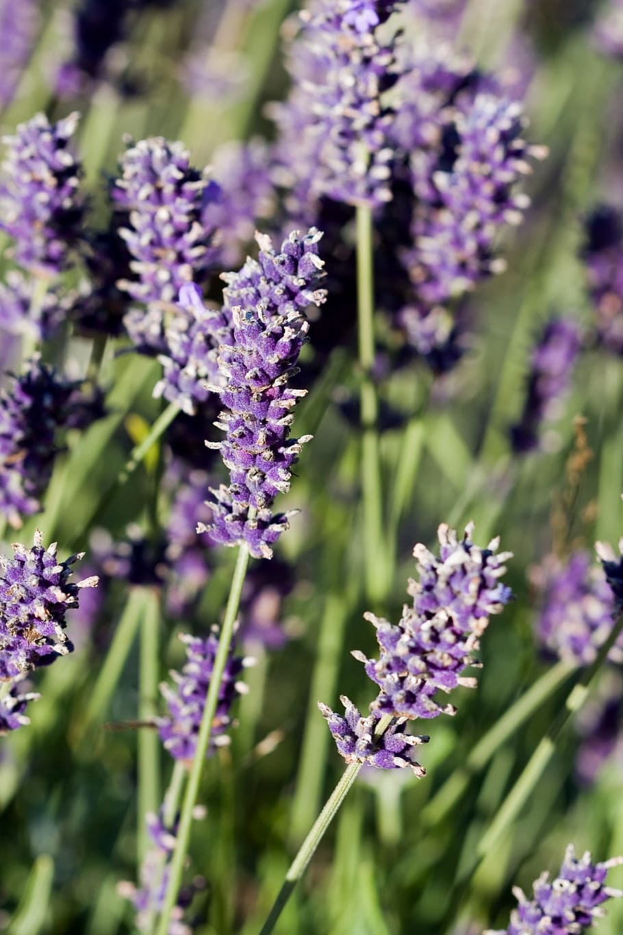 lavender, flowers, beautiful, macro, close-up, details, flowering plant HD wallpaper